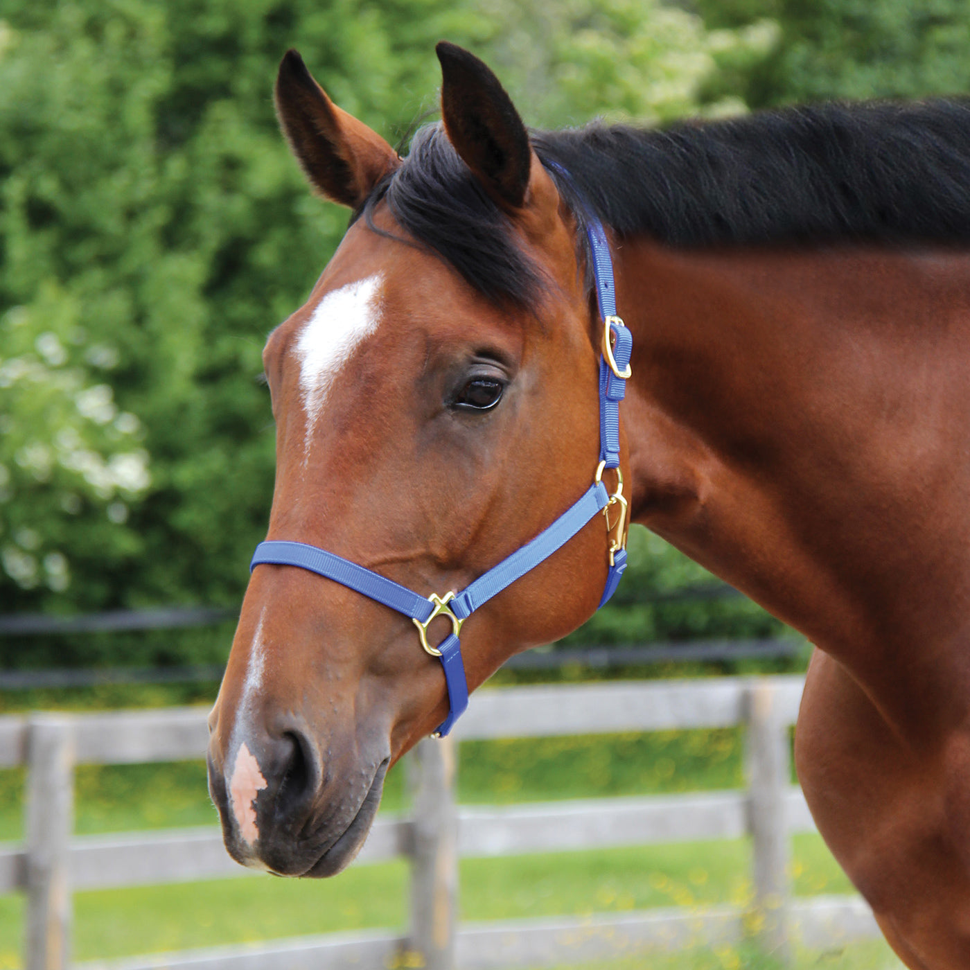 Licol Shedrow Deluxe 3/4 po