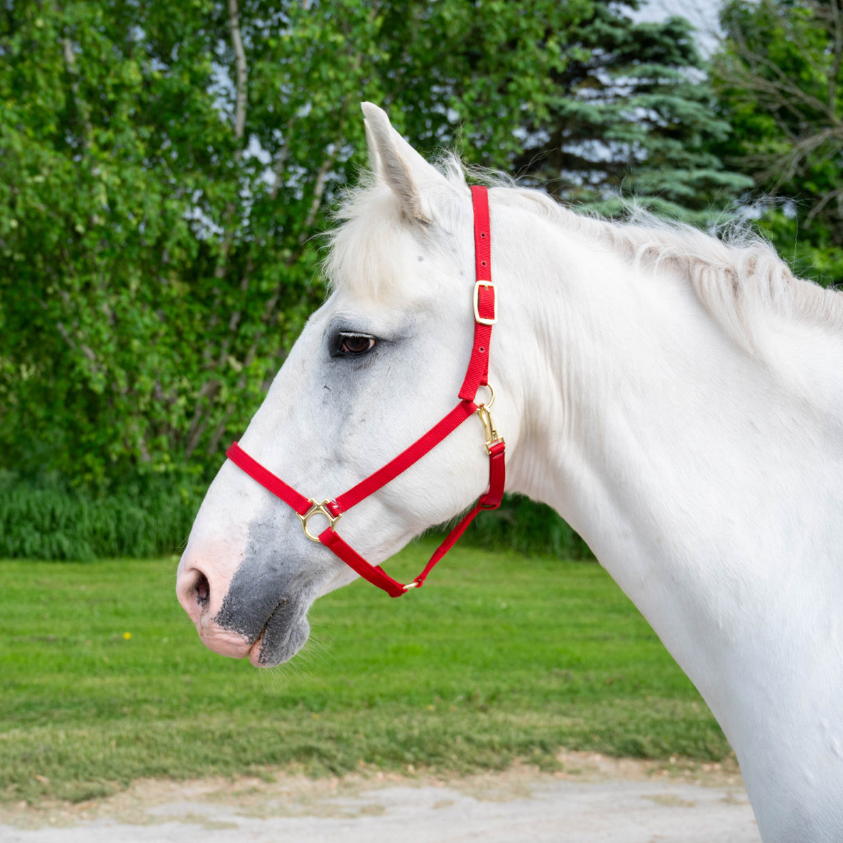 Licol Shedrow Deluxe 3/4 po