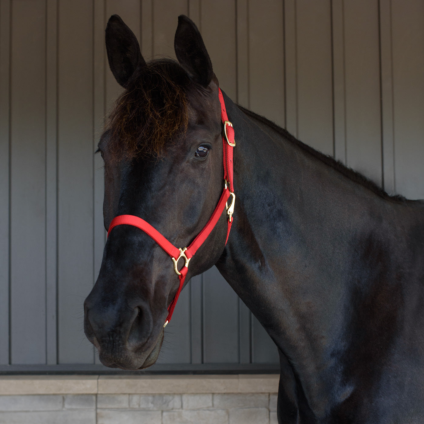 Licol Shedrow Deluxe 3/4 po