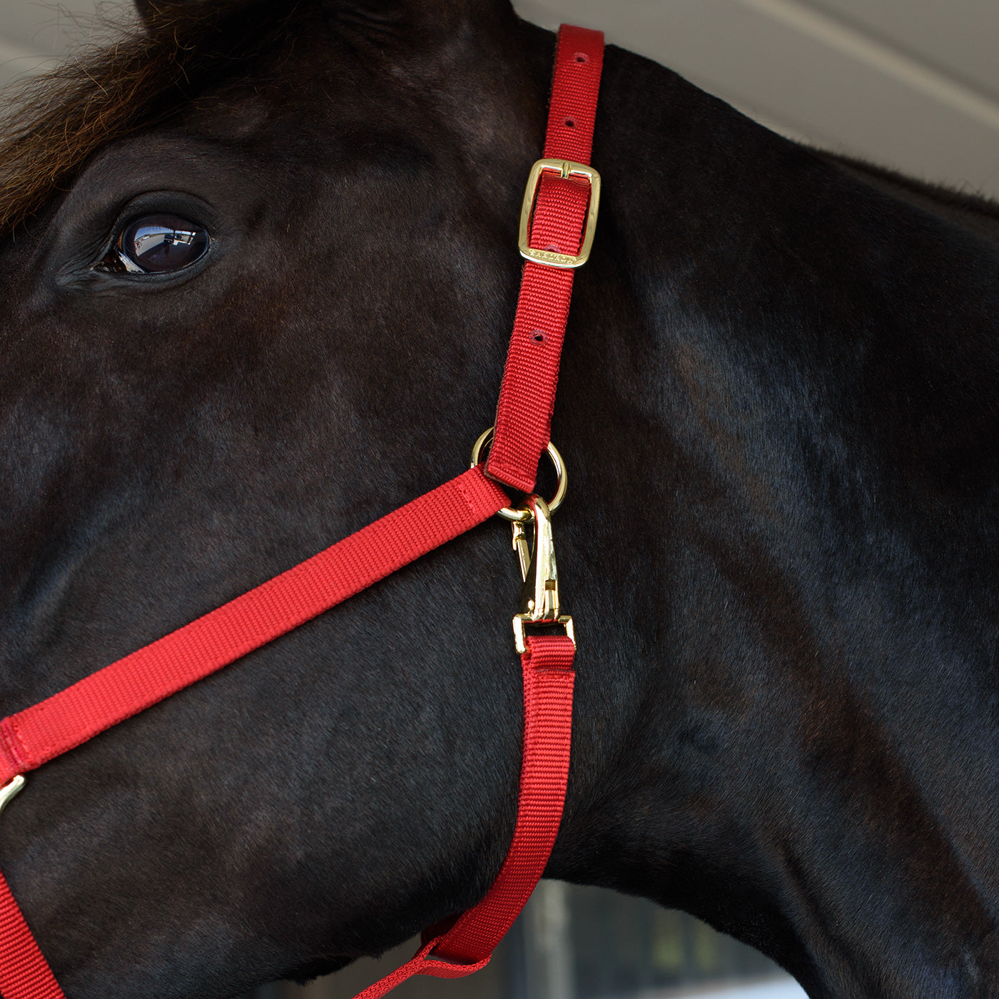 Licol Shedrow Deluxe 3/4 po