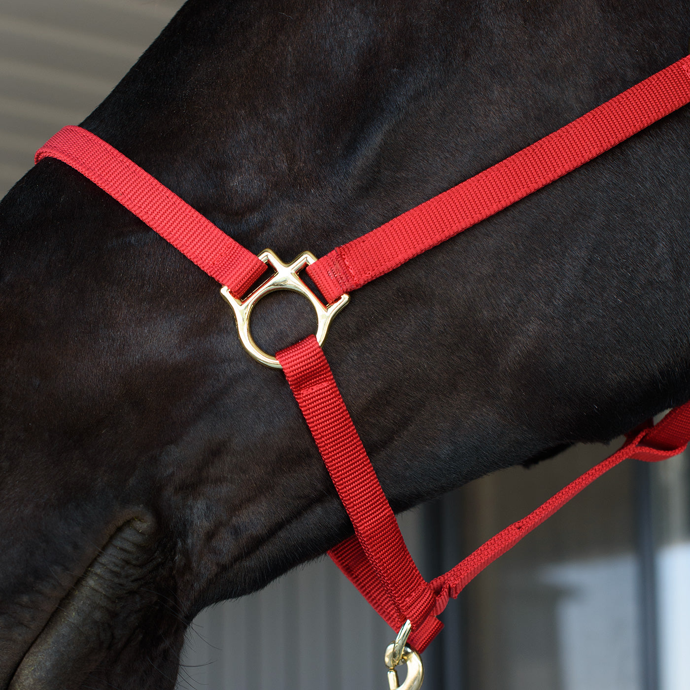 Licol Shedrow Deluxe 3/4 po