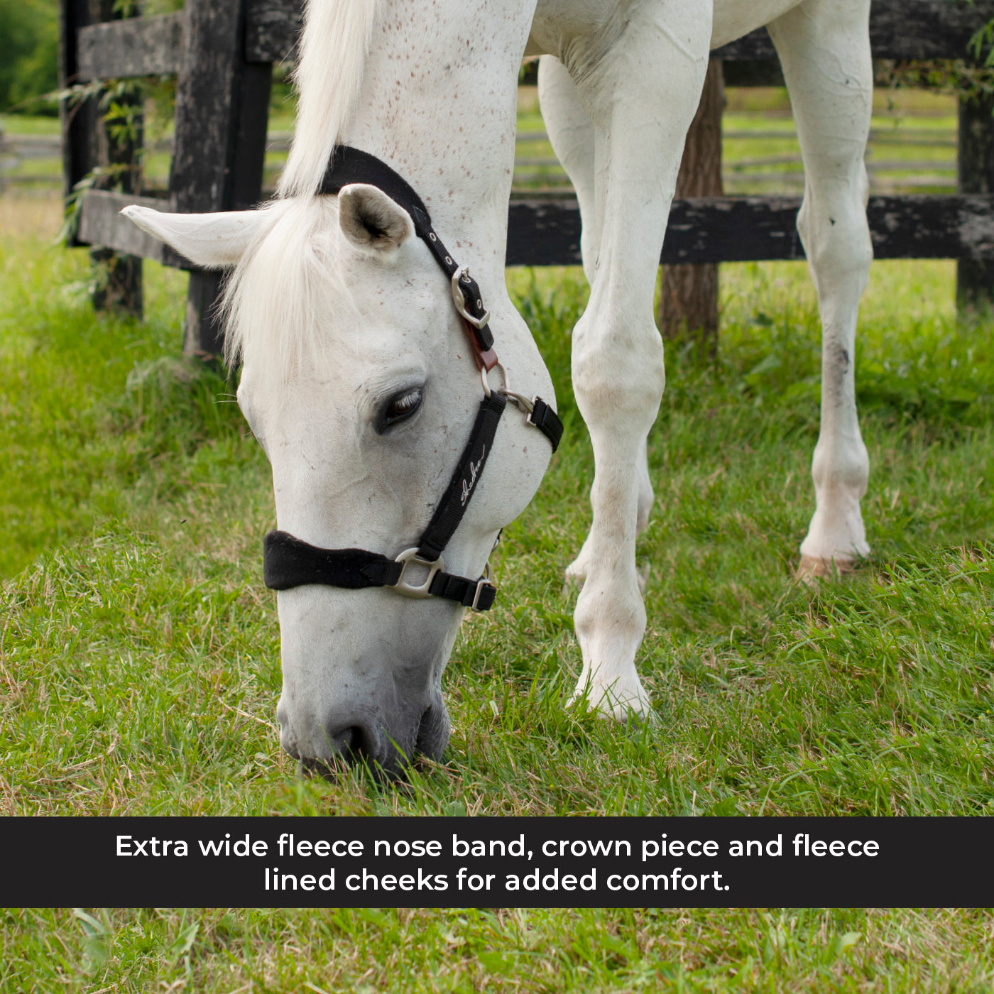 Licol Shedrow Breakaway avec polaire