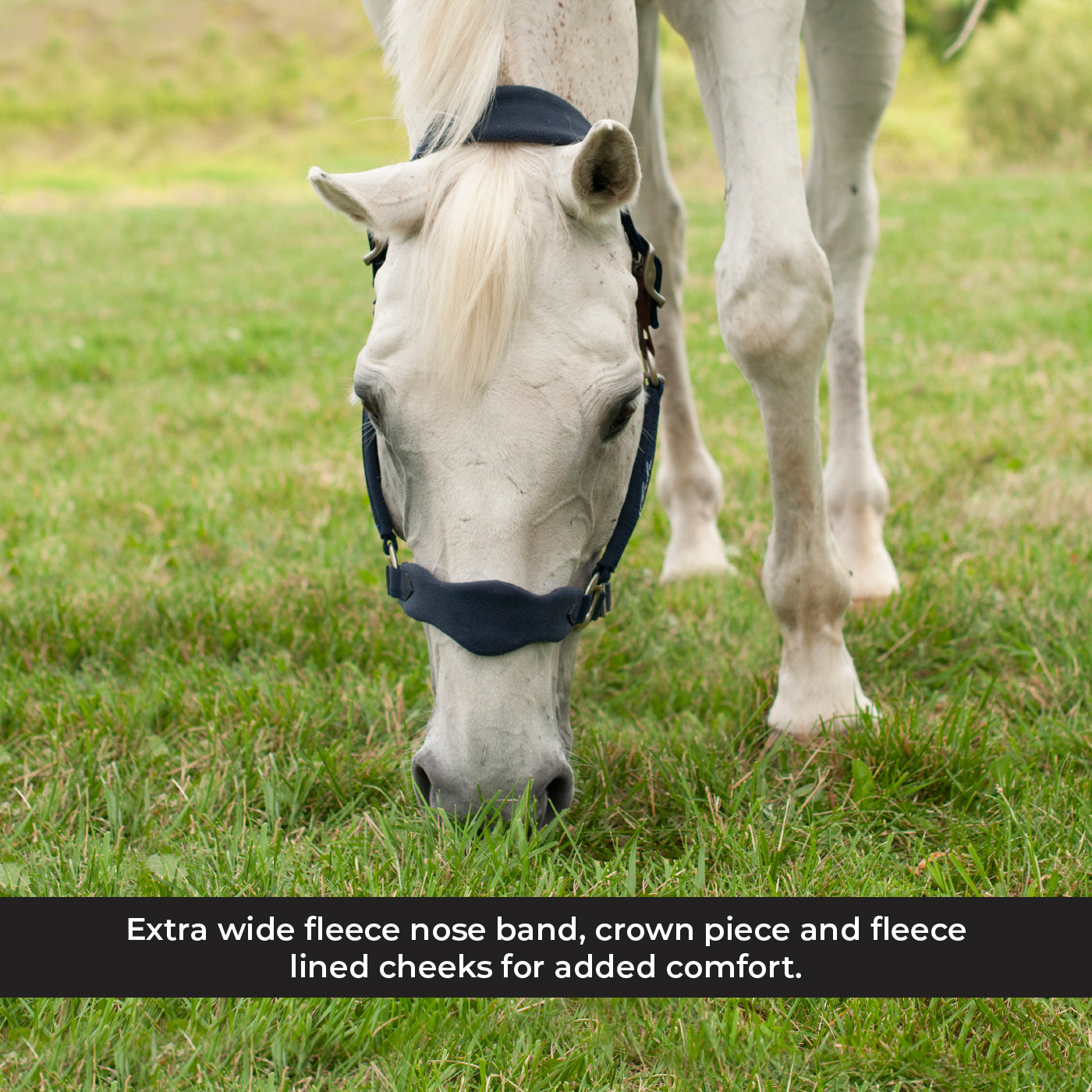 Licol Shedrow Breakaway avec polaire