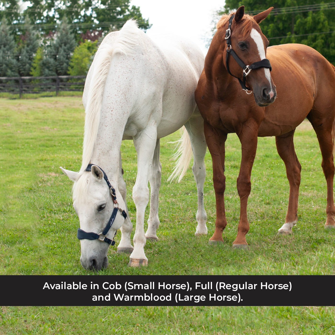 Licol Shedrow Breakaway avec polaire