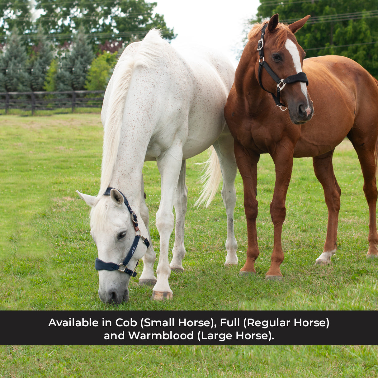 Licol Shedrow Breakaway avec polaire