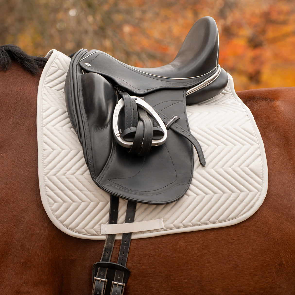 Tapis de selle de dressage Everyday Essential