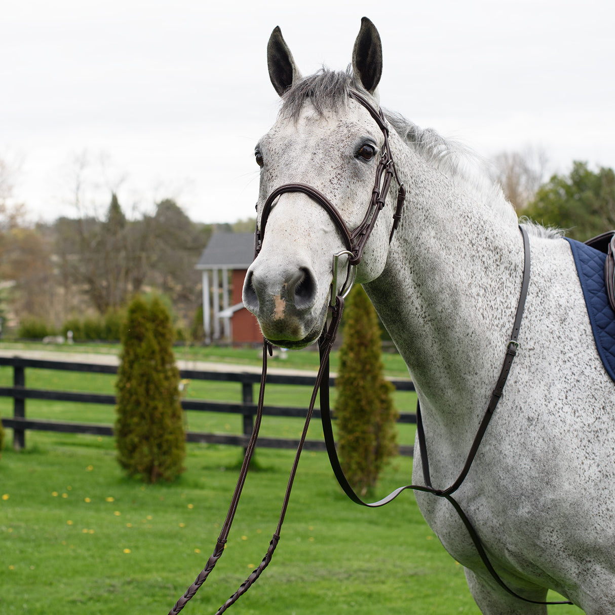 Martingale debout du Connemara