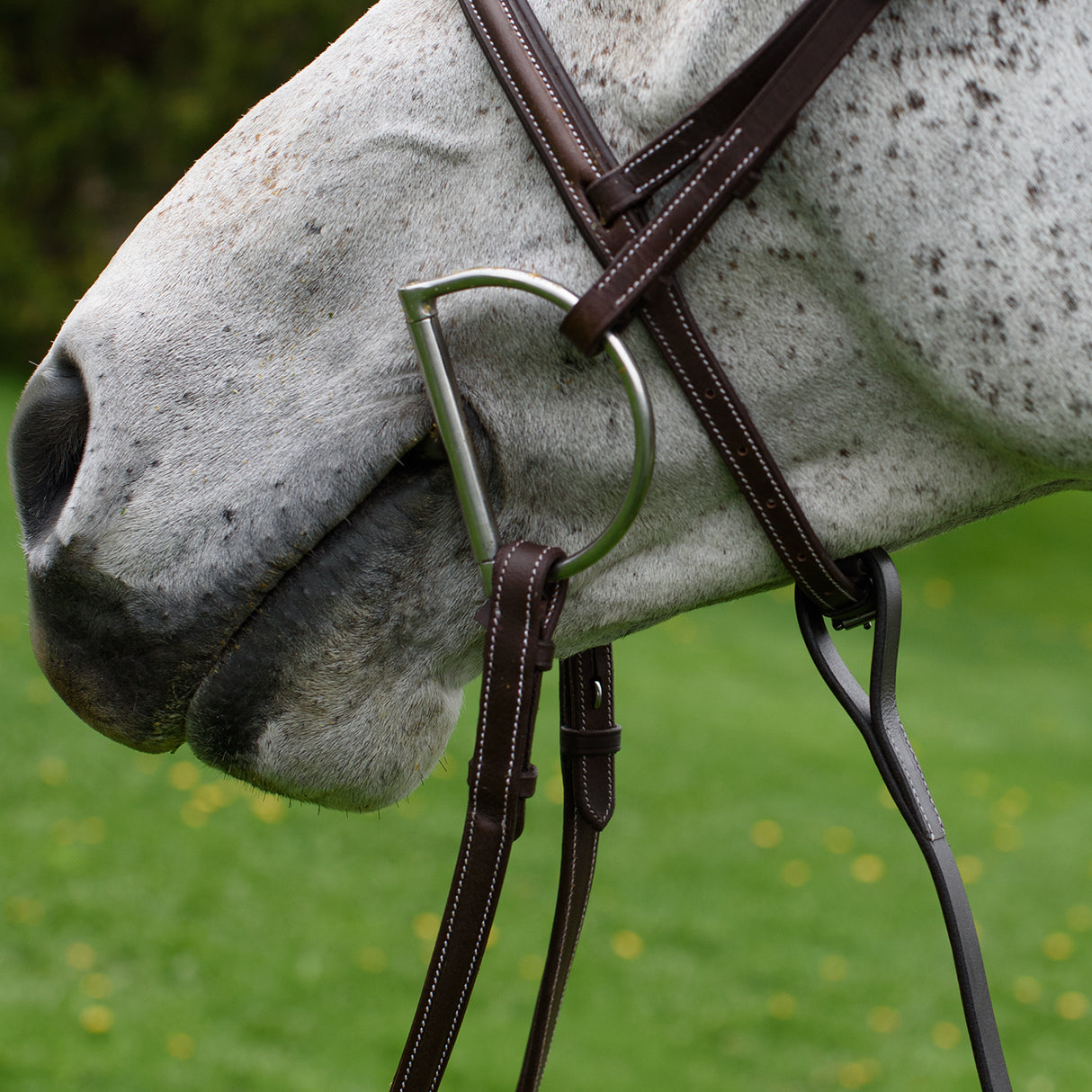 Martingale debout du Connemara