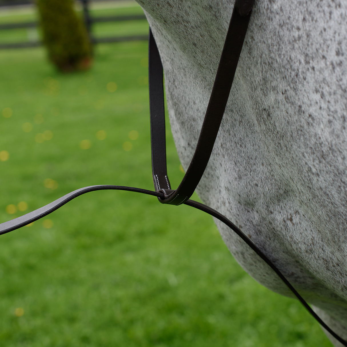 Martingale debout du Connemara