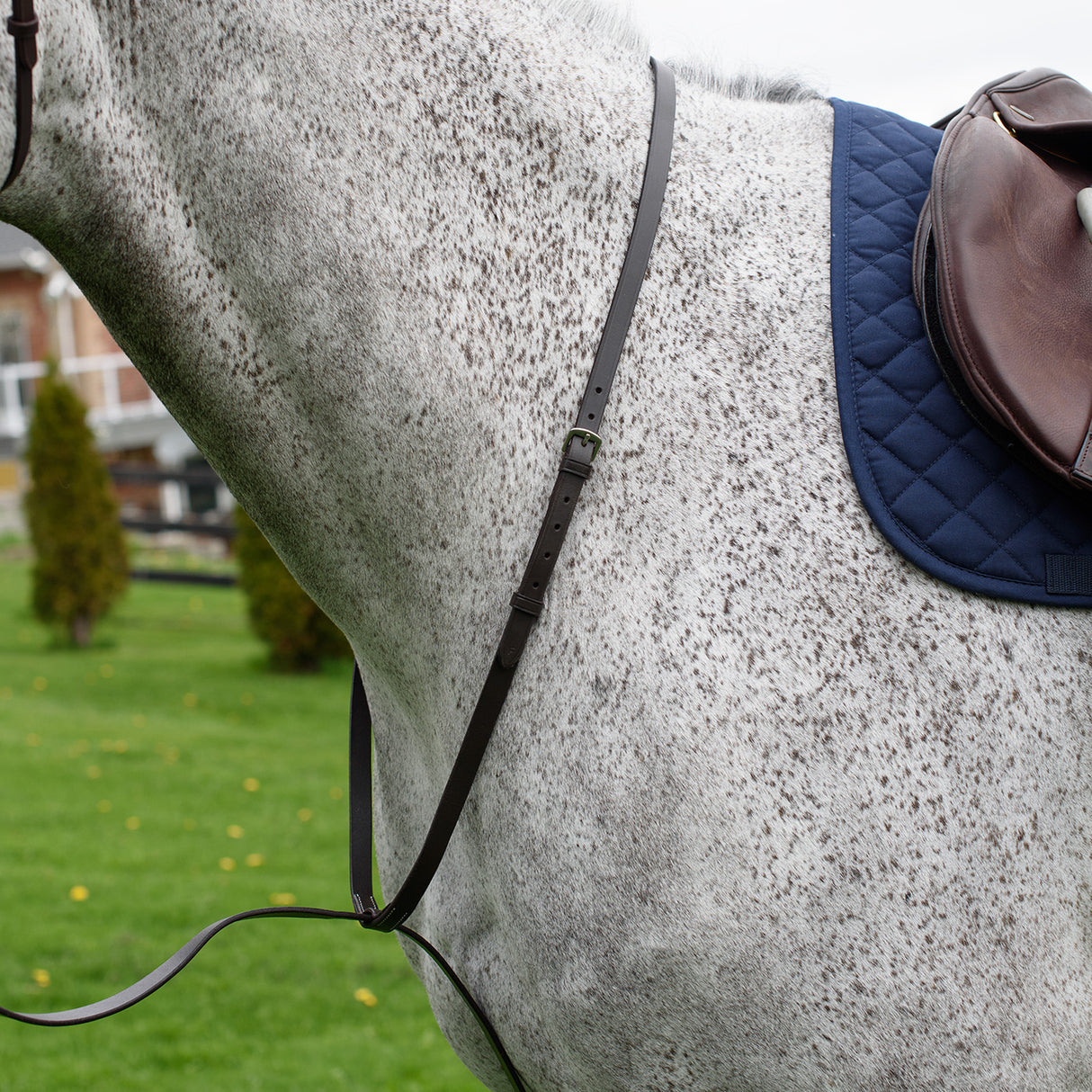 Martingale debout du Connemara