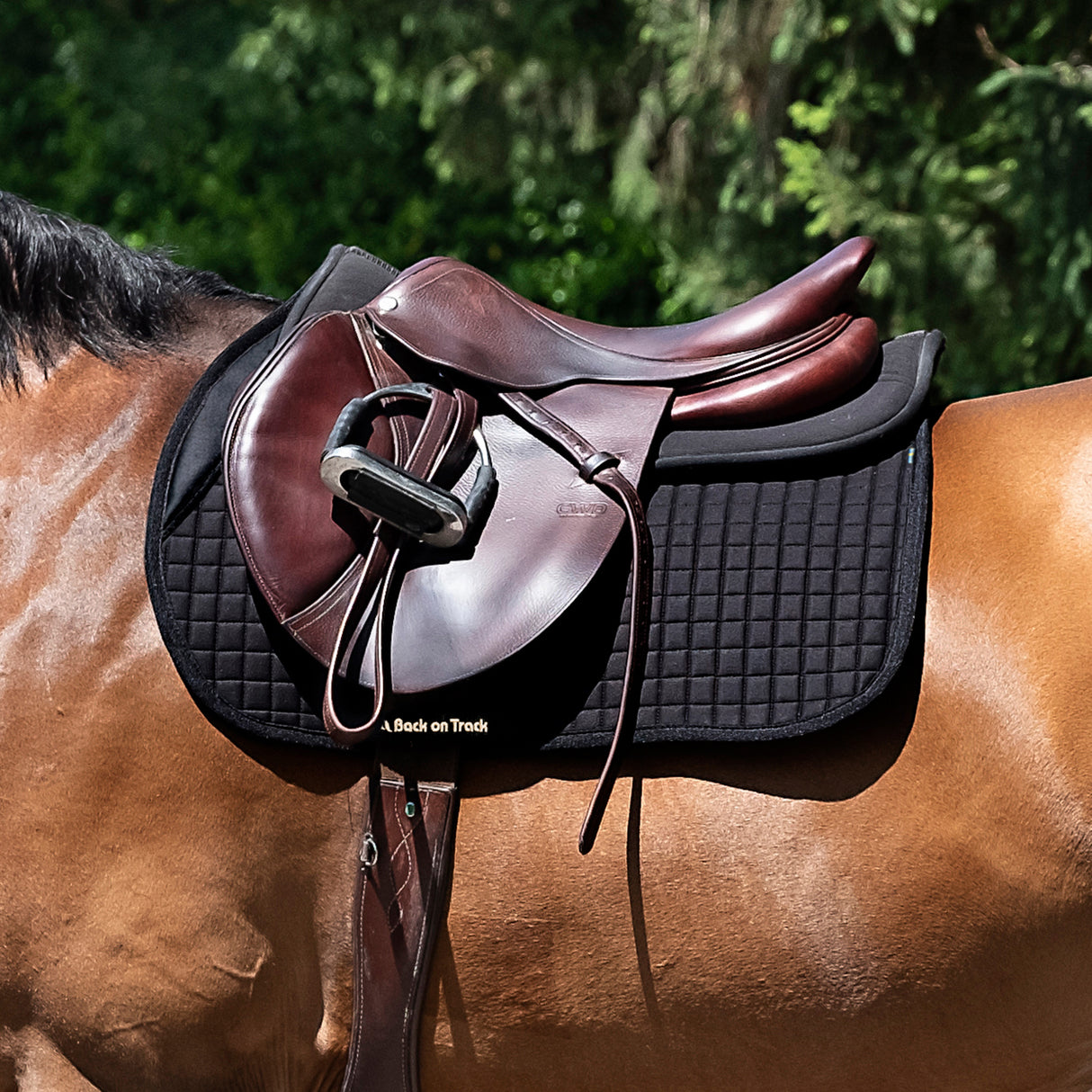 Back on Track Jumping III Saddle Pad