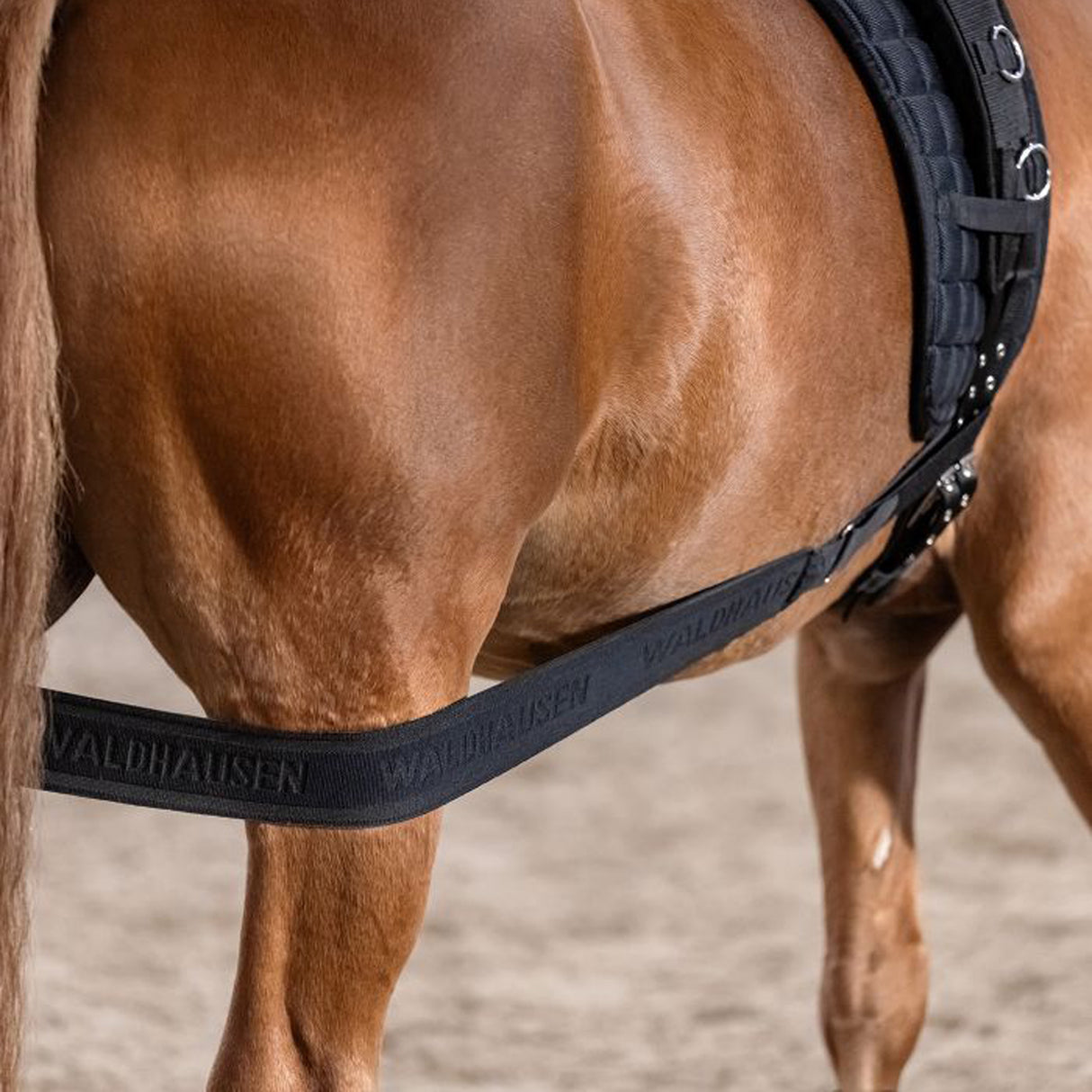 Bandage corporel de longe Waldhausen
