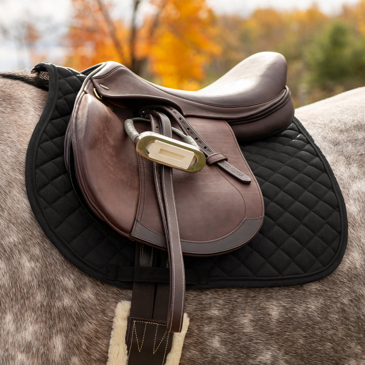 Shedrow Stryde Saddle Pad