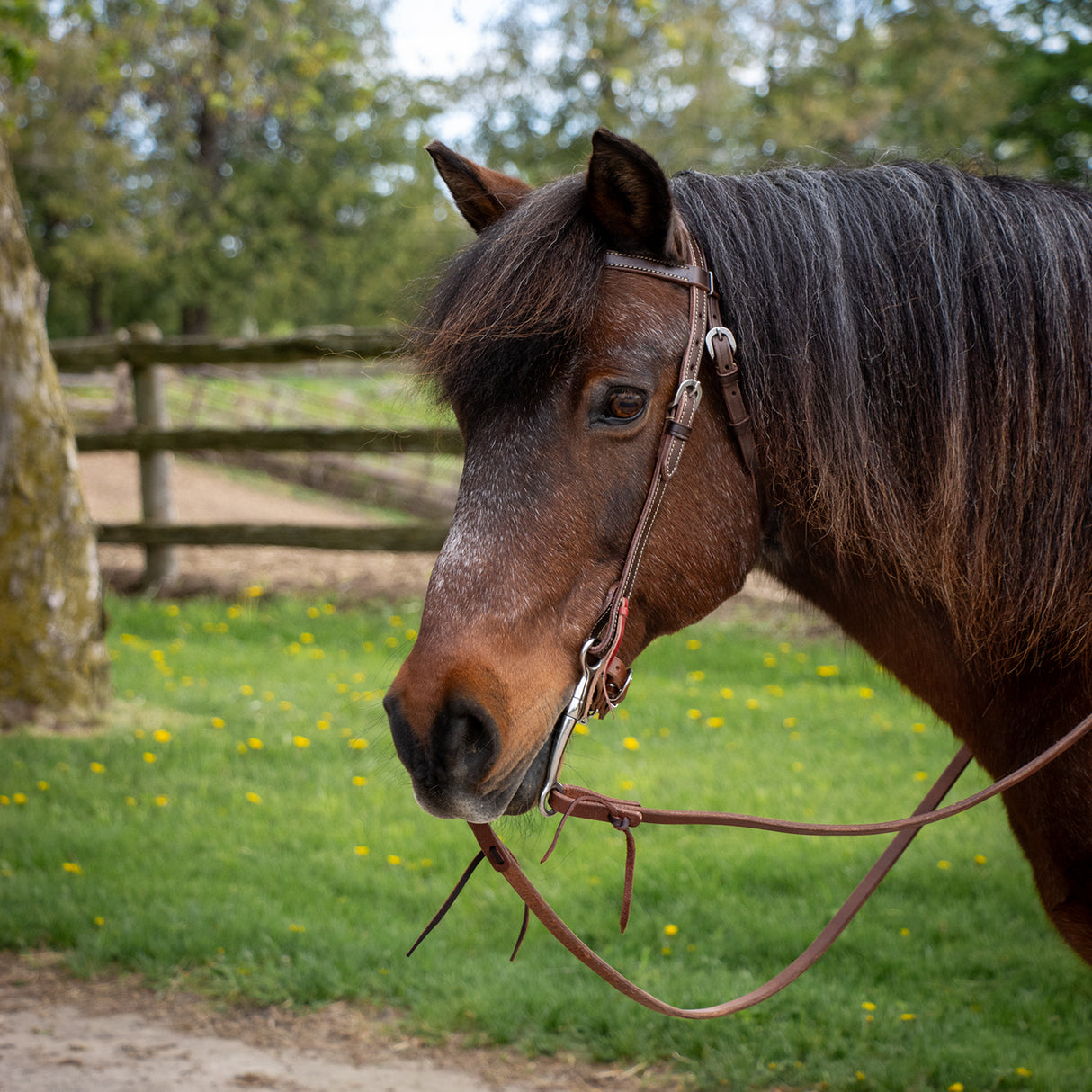 Bride à frontal pour poney Royal King, cuir lisse