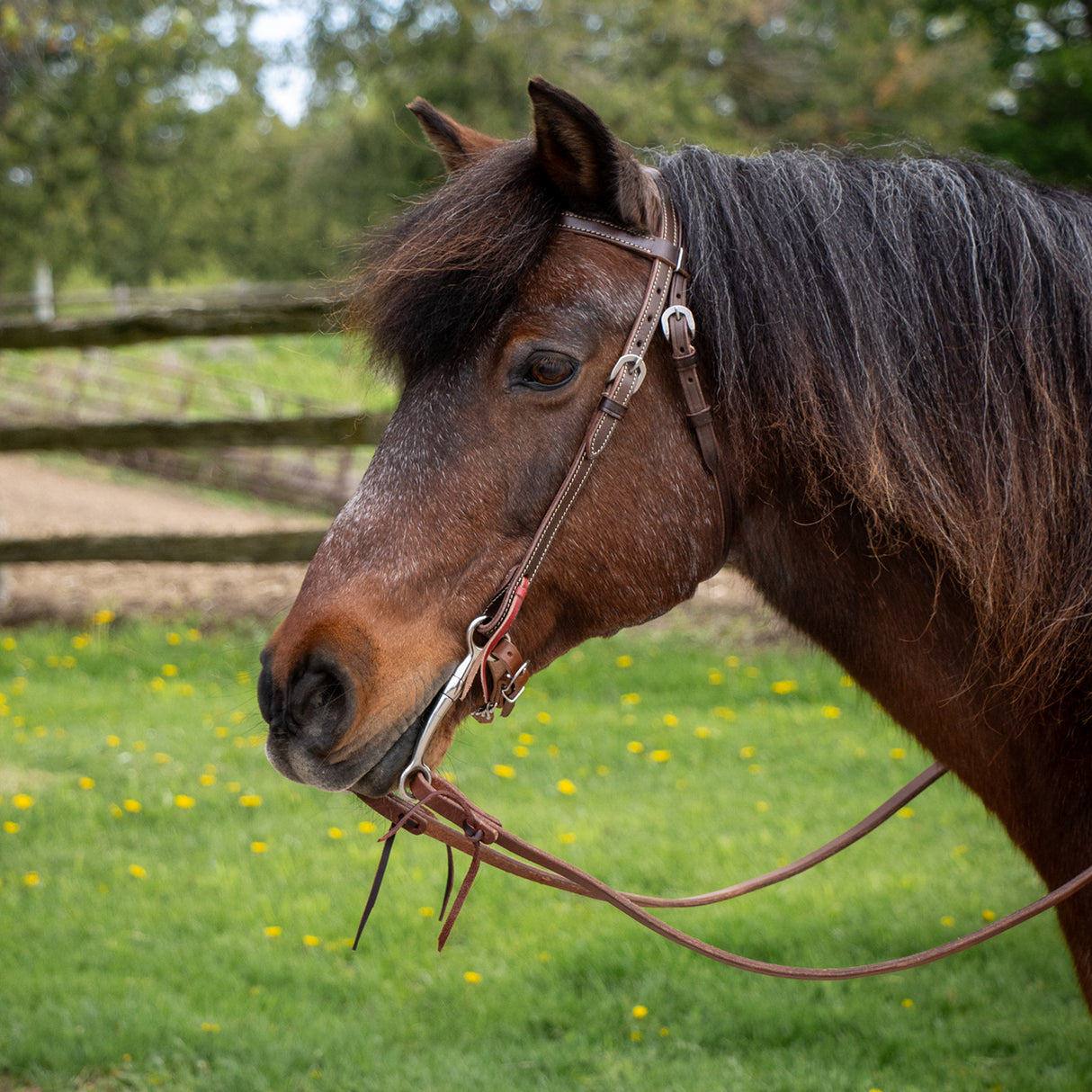 Bride à frontal pour poney Royal King, cuir lisse