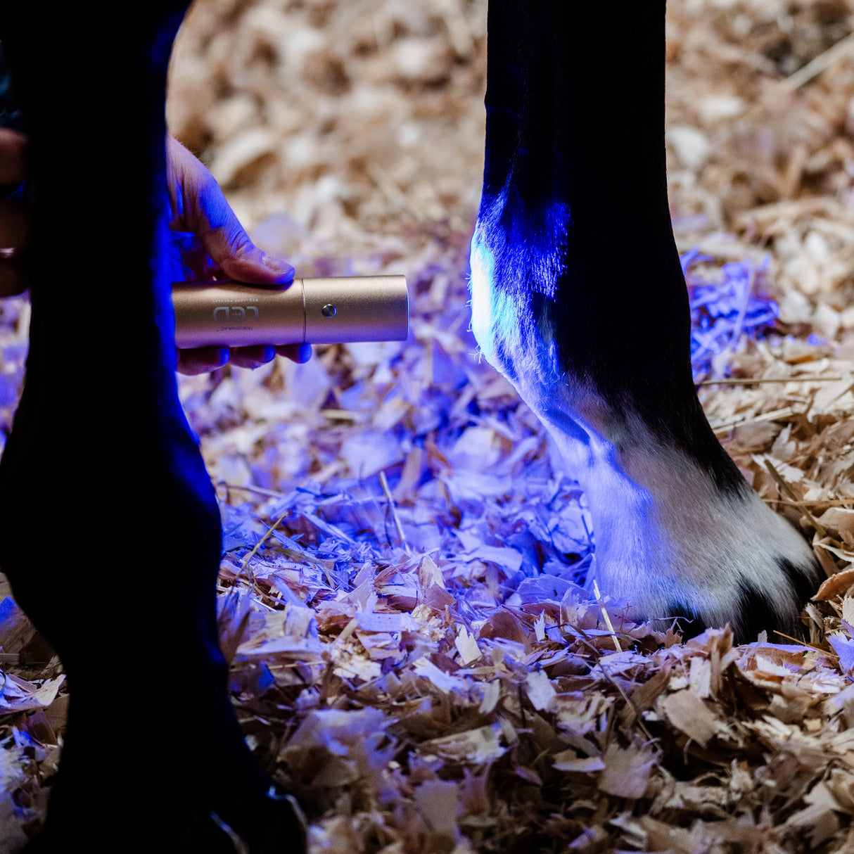 Baguette de luminothérapie LED rouge Horseware