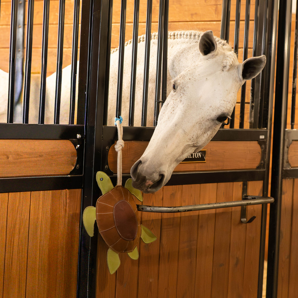 Cheval tortue Holland James