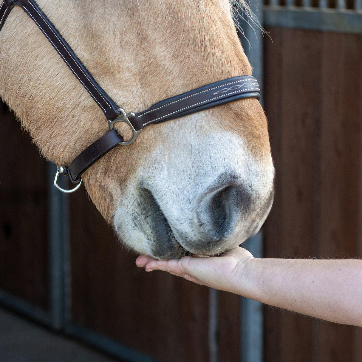 Friandises pour chevaux – Nickers Original Muffins