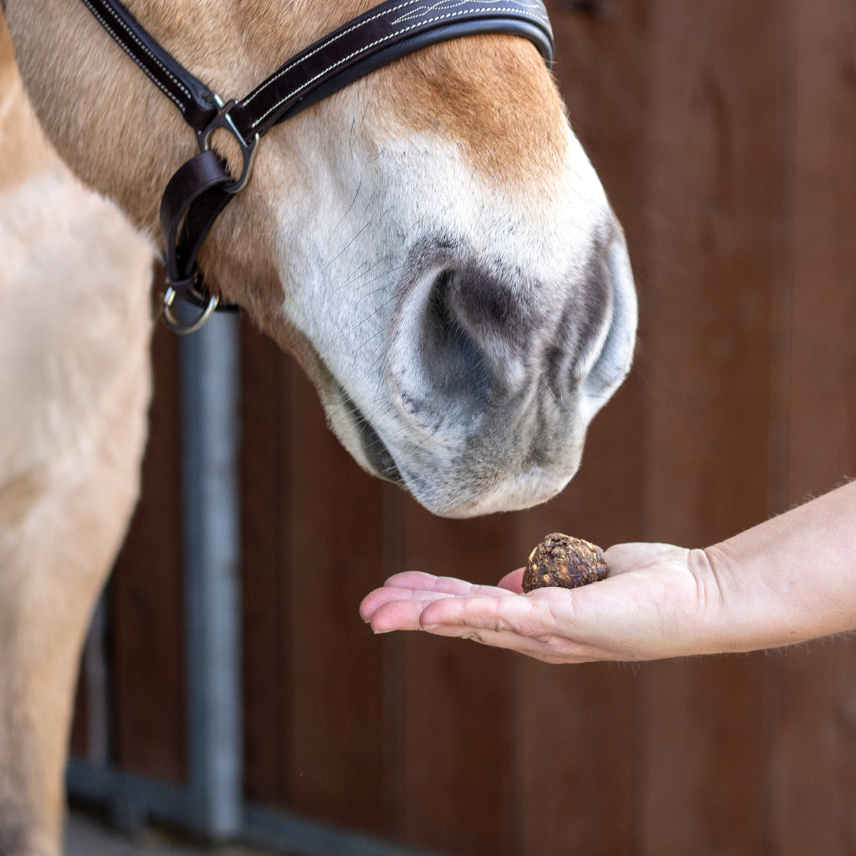 Friandises pour chevaux – Nickers Original Muffins
