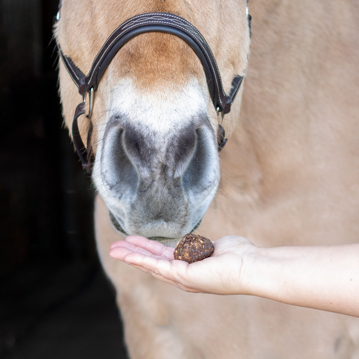 Friandises pour chevaux – Nickers Original Muffins