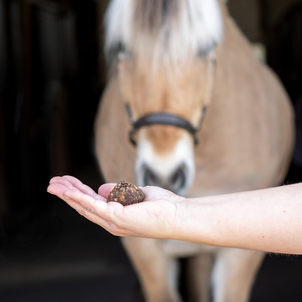 Friandises pour chevaux – Nickers Original Muffins