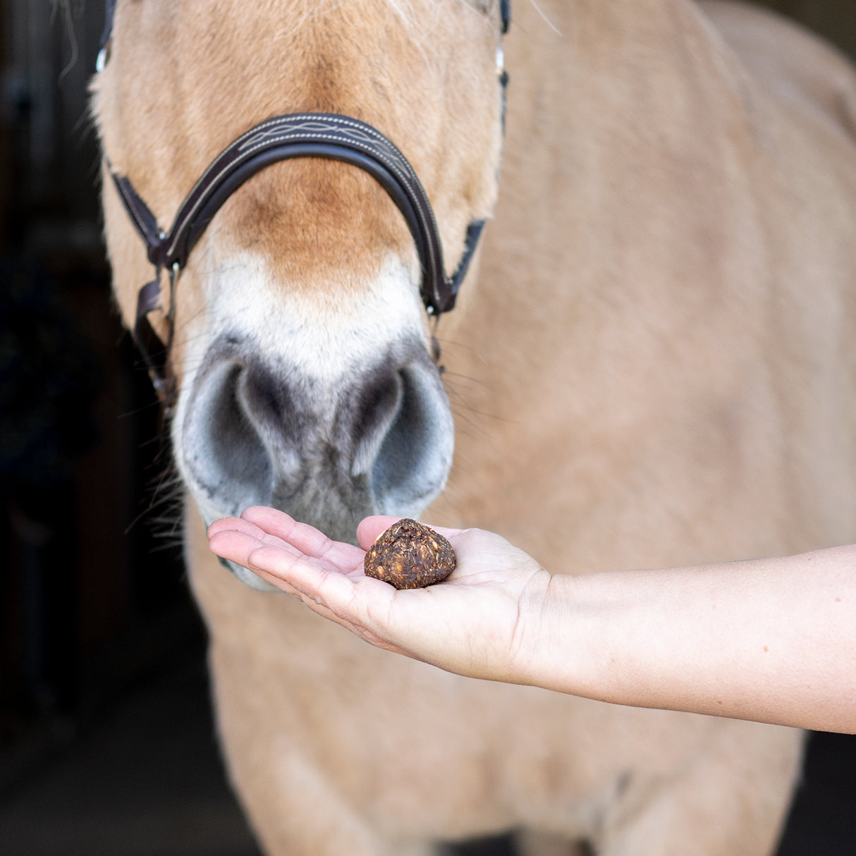 Friandises pour chevaux – Nickers Original Muffins