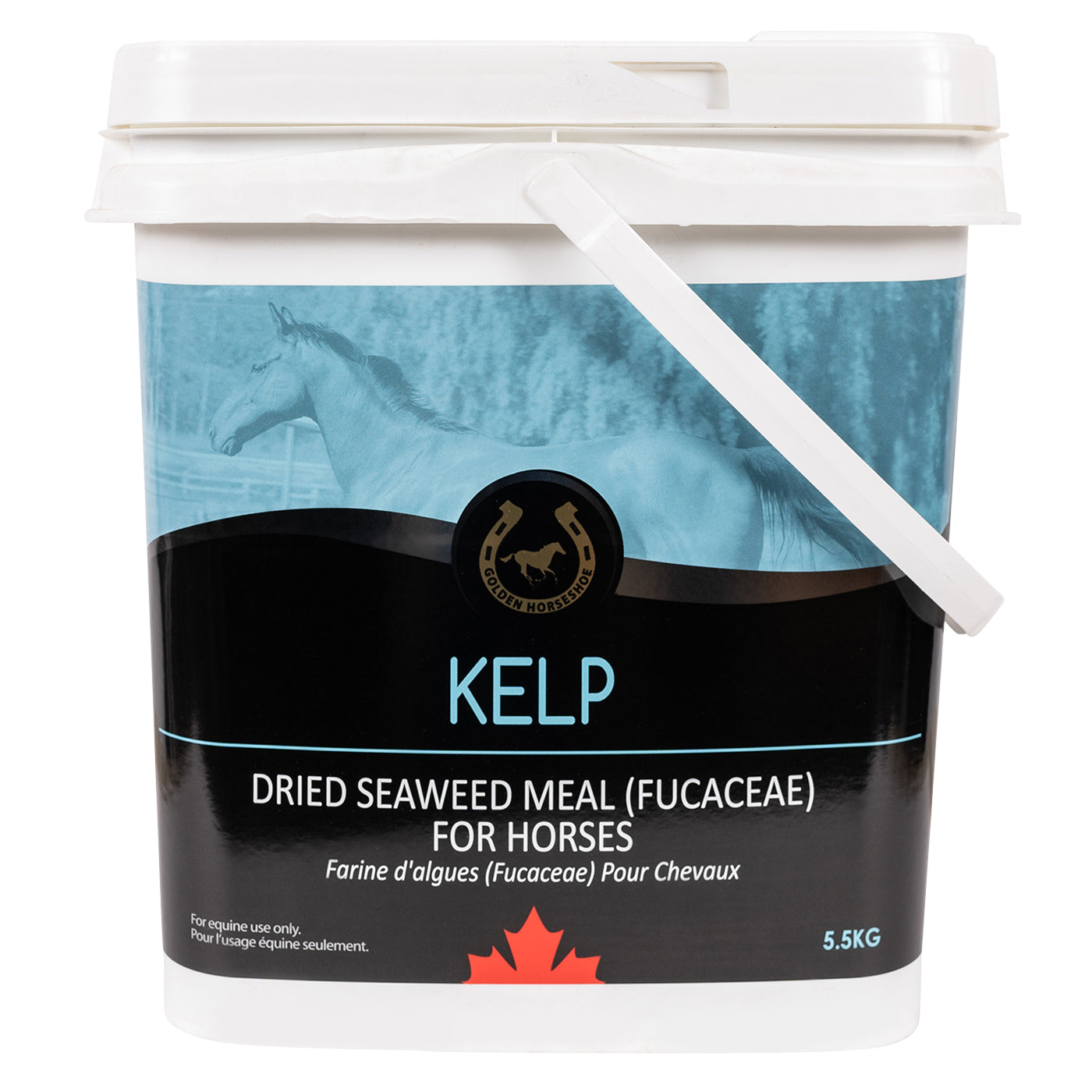 Golden Horseshoe Kelp 5.5 kg