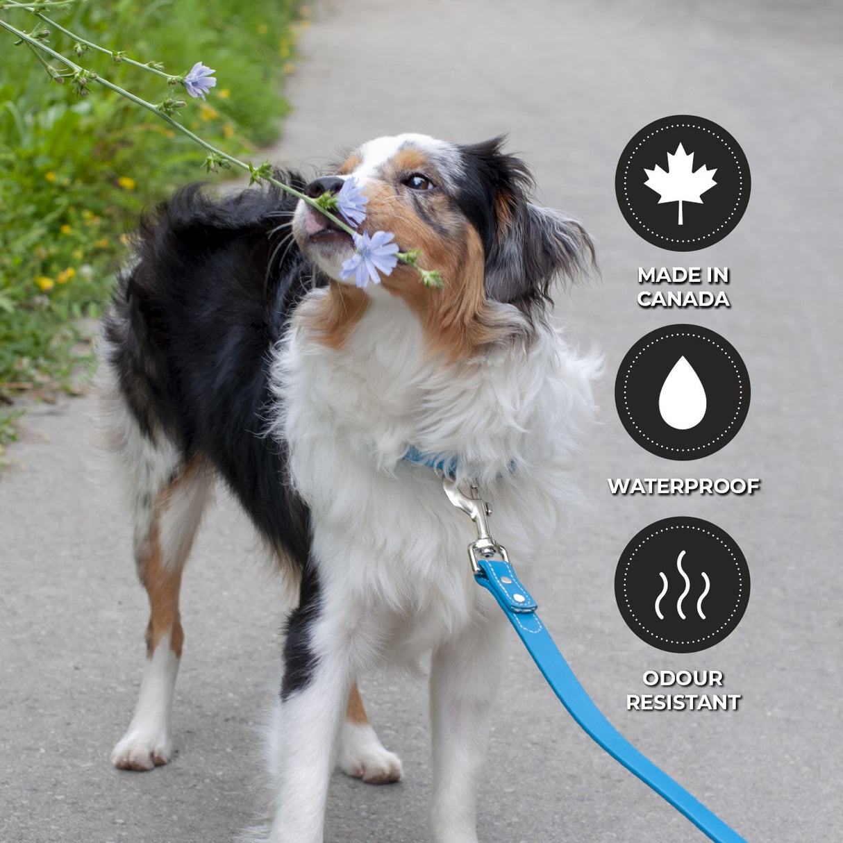Shedrow K9 Tofino II Waterproof Leash 1.5 m