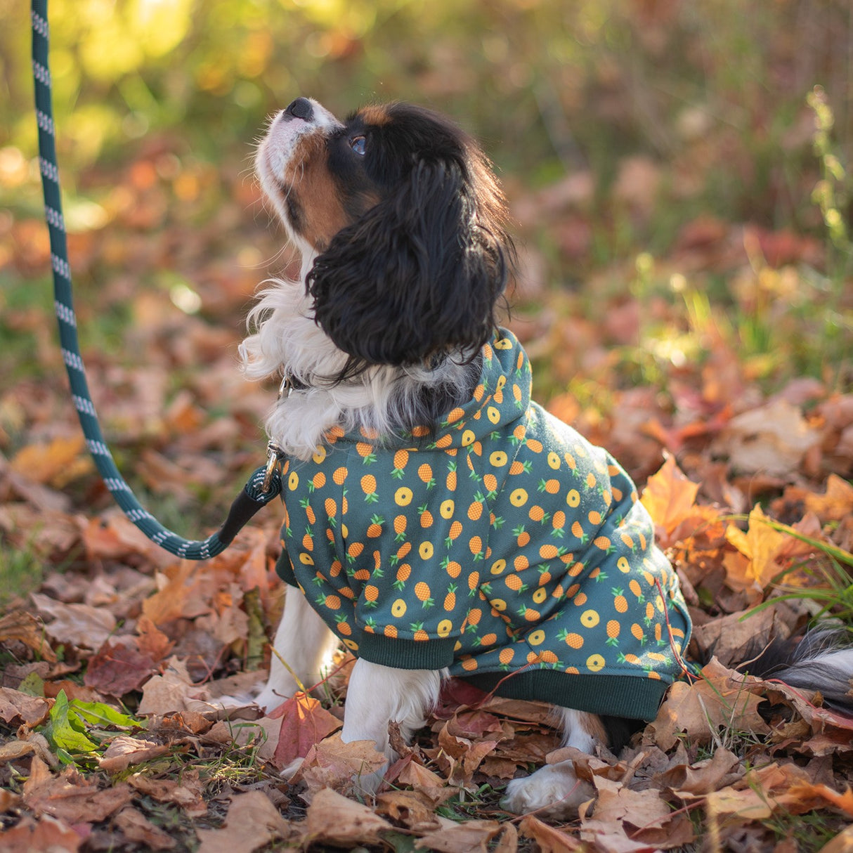 Shedrow K9 Canmore Dog Hoodie
