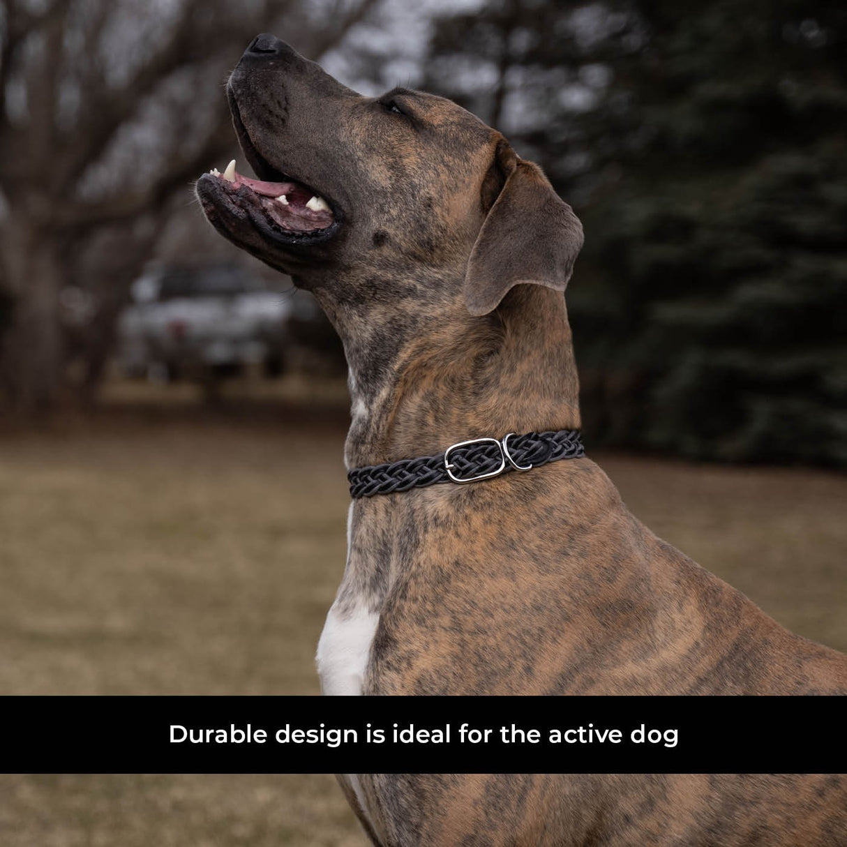 Shedrow K9 Rideau en corde tressée et collier en cuir
