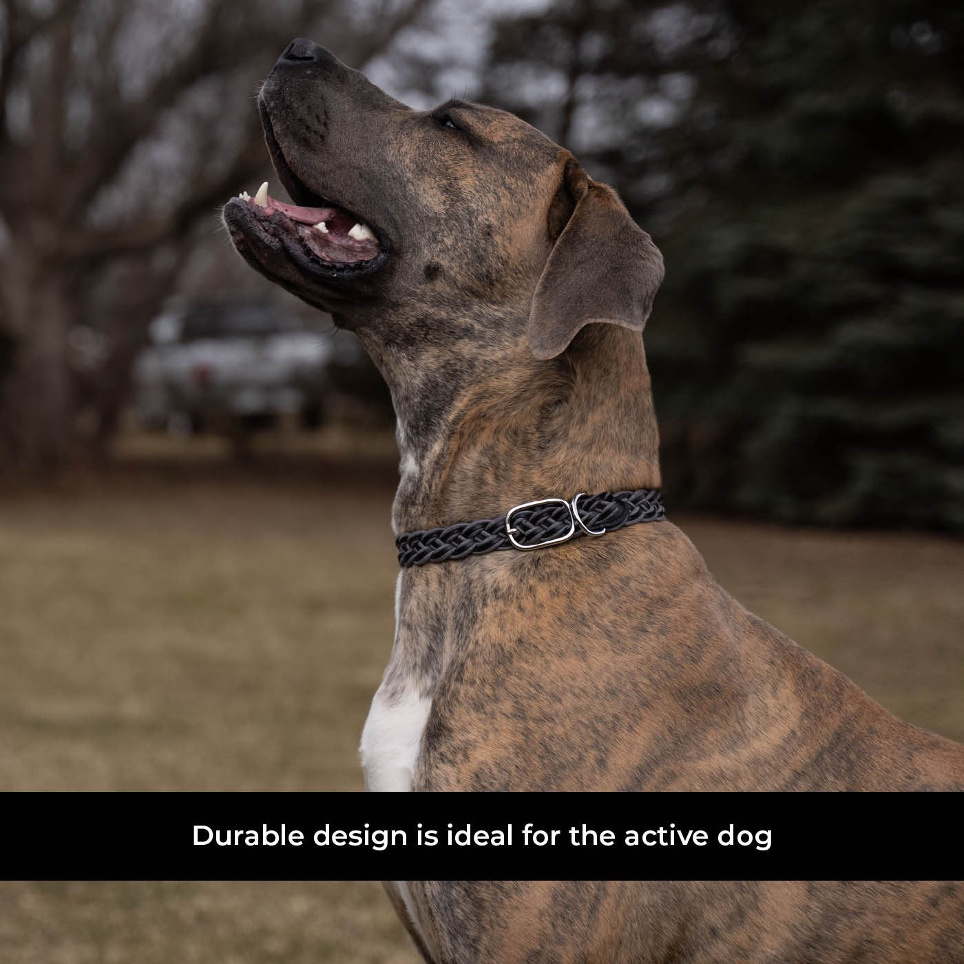 Shedrow K9 Rideau en corde tressée et collier en cuir