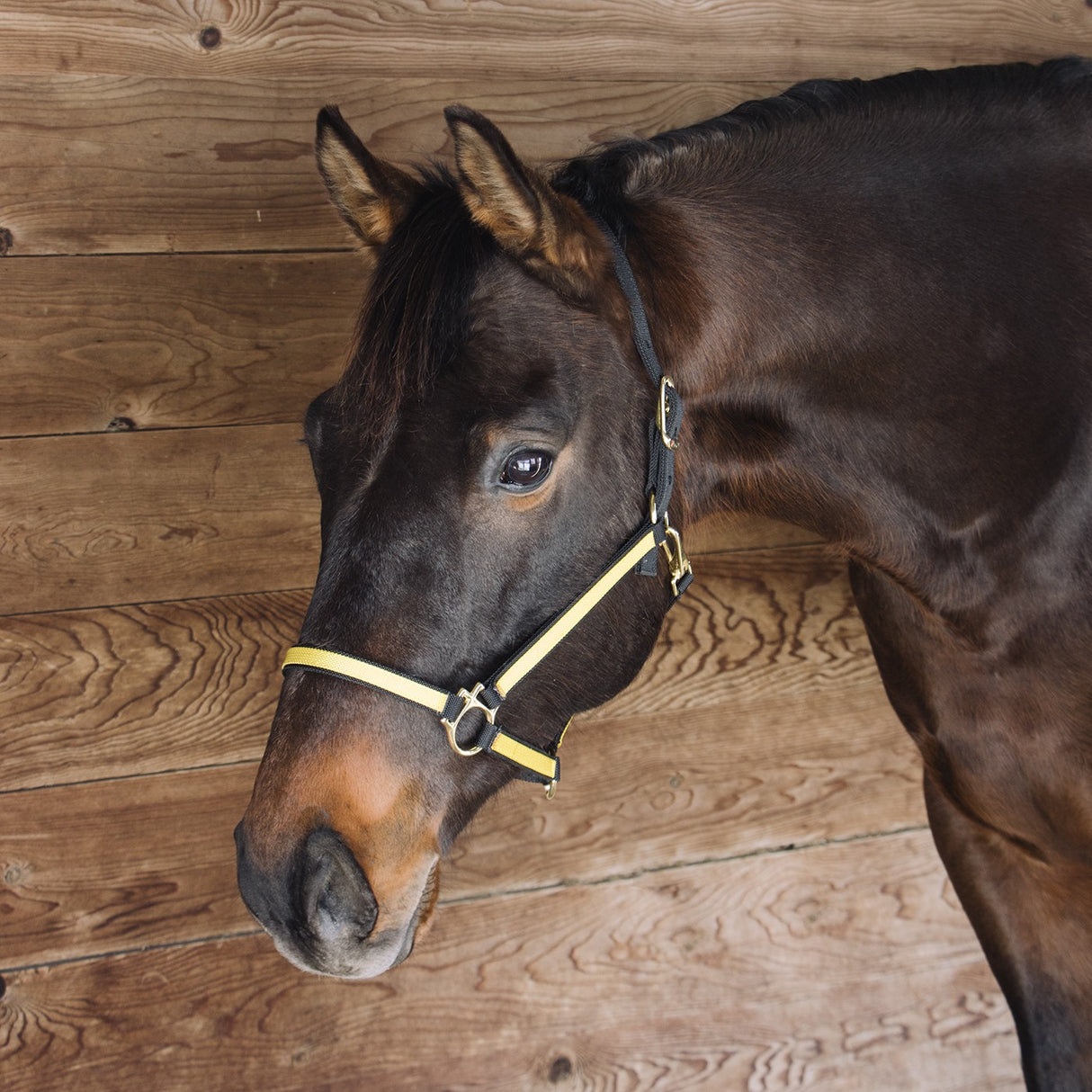 Licol en nylon bicolore extrême