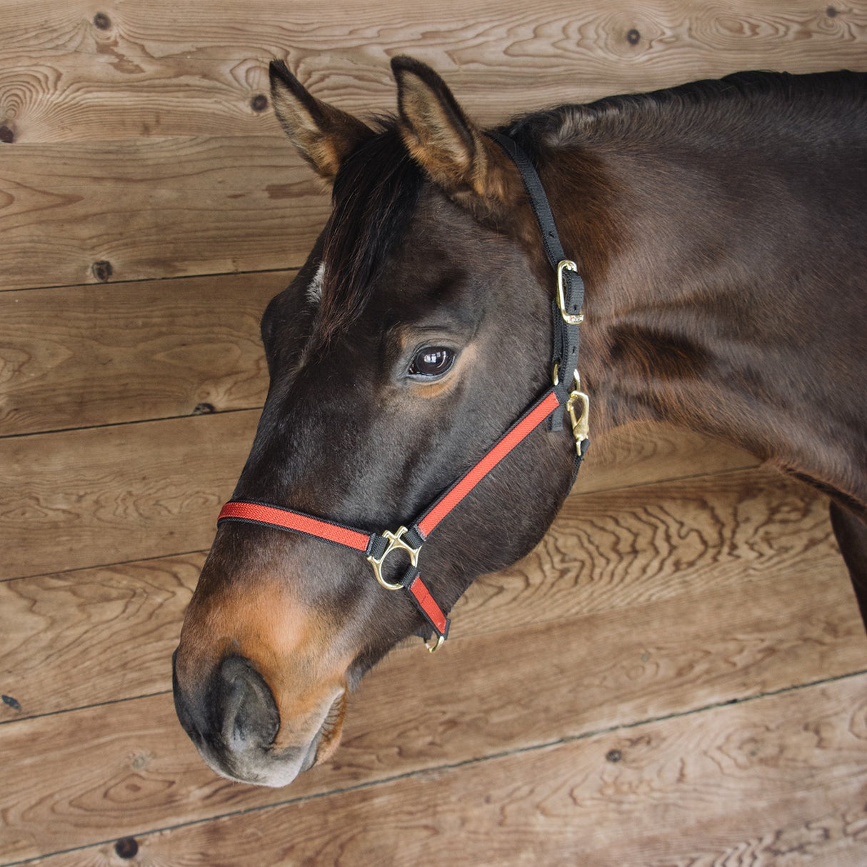 Licol en nylon bicolore extrême