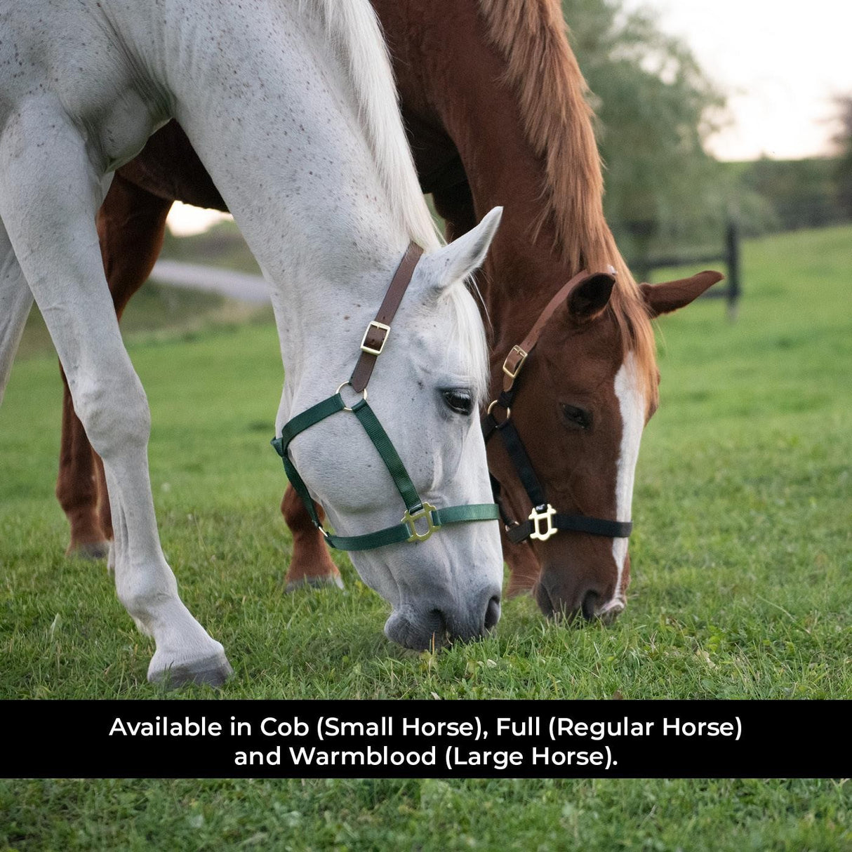 Licol Supra en nylon avec couronne en cuir