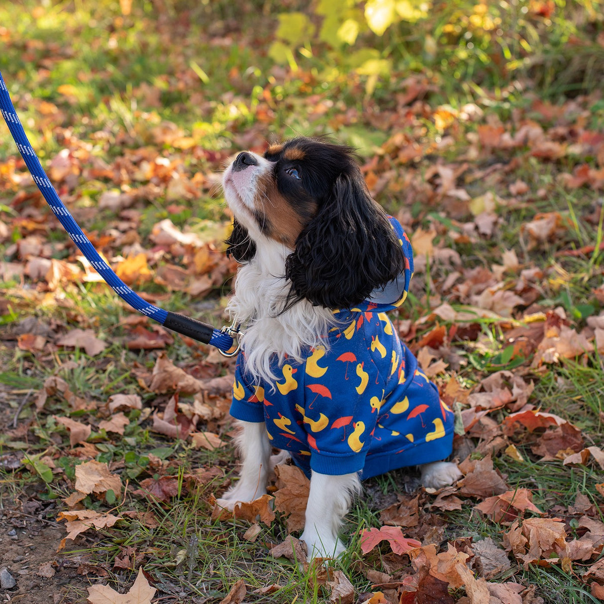 Shedrow K9 Canmore Dog Hoodie