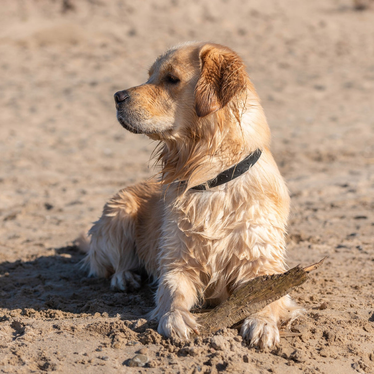 Shedrow K9 Tofino II Waterproof Collar