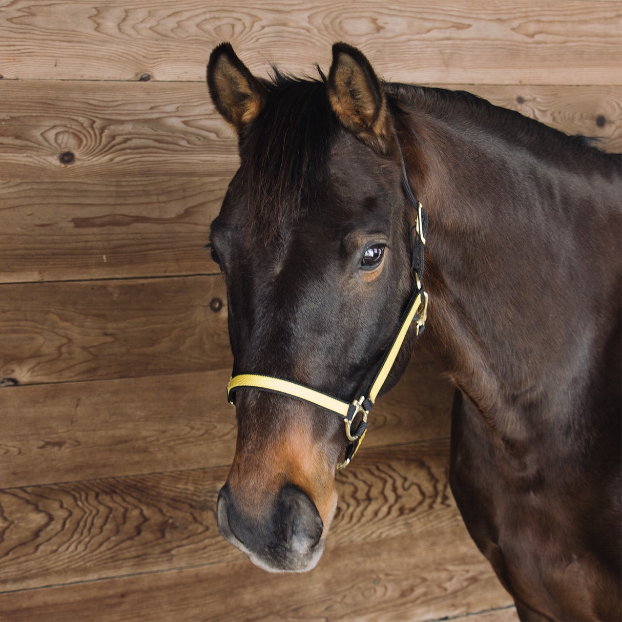 Licol en nylon bicolore extrême