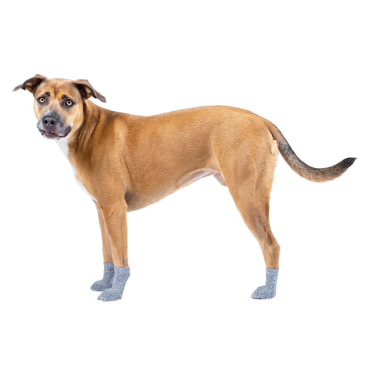 Canada Pooch The Basics Dog Socks