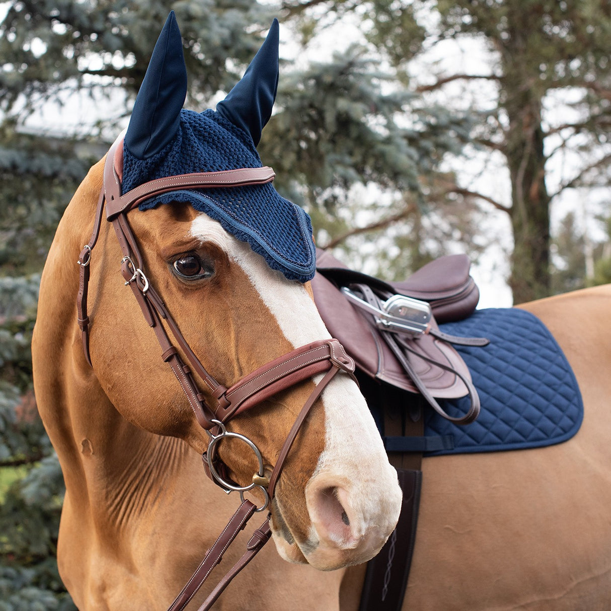 Bonnet entaillé Shedrow