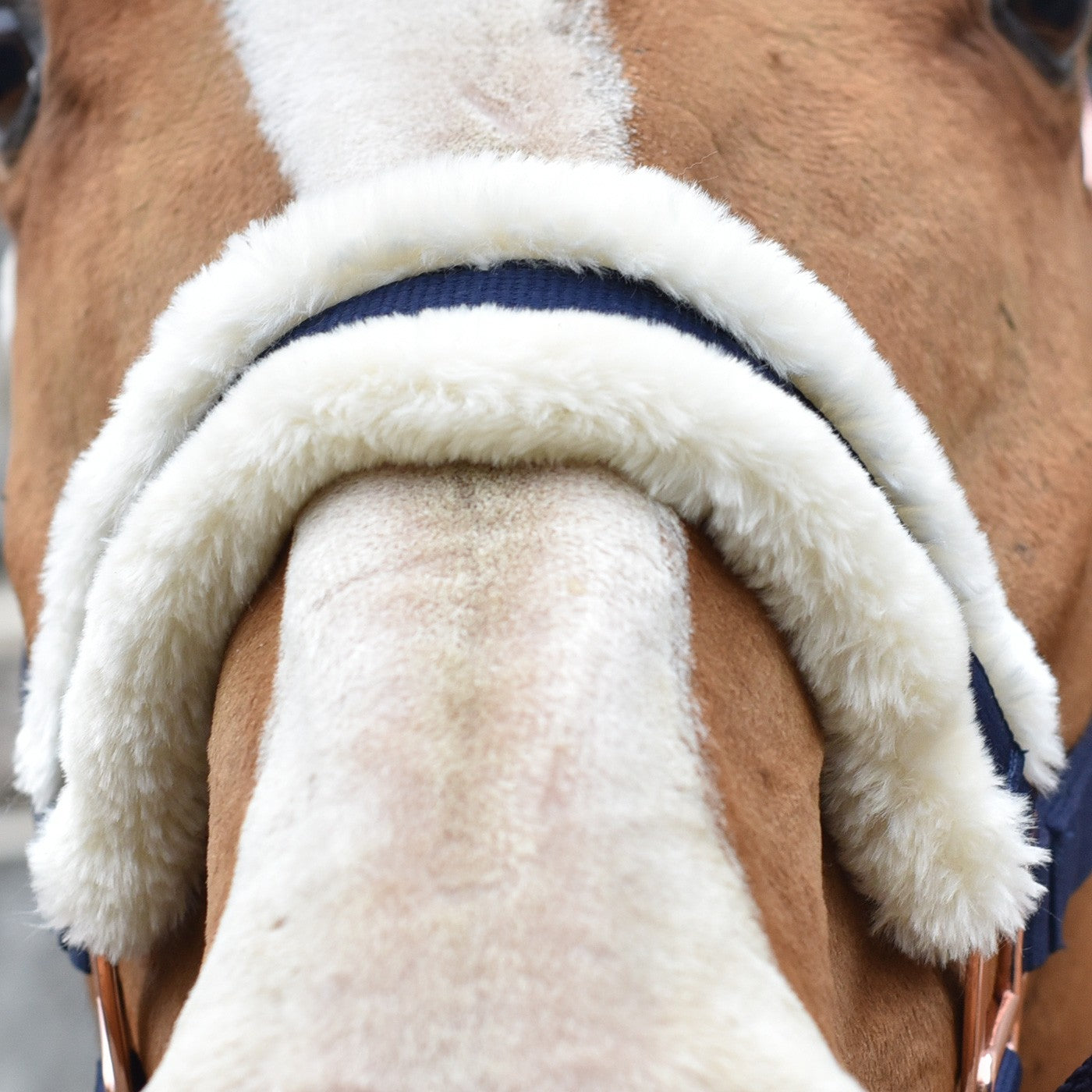 Licol doublé en peau de mouton Shedrow Rose Gold