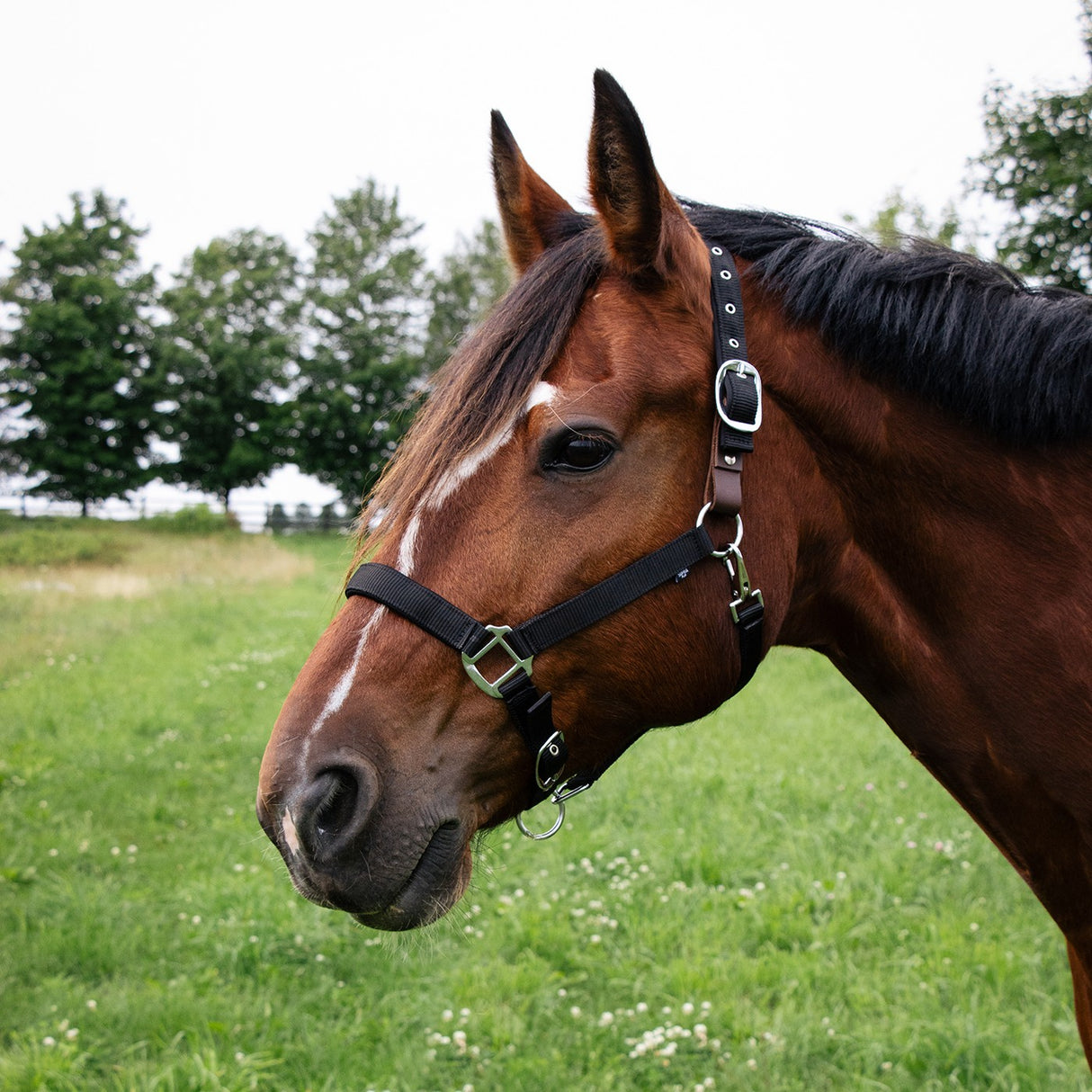 Licol détachable rembourré en néoprène Supra