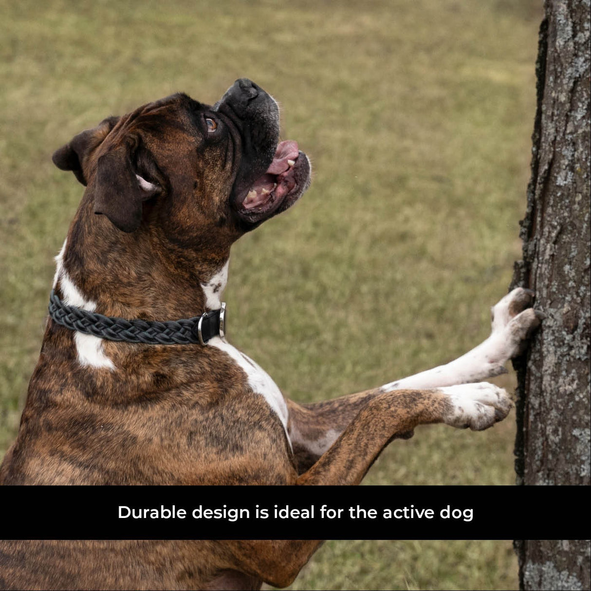 Shedrow K9 Rideau en corde tressée et collier en cuir