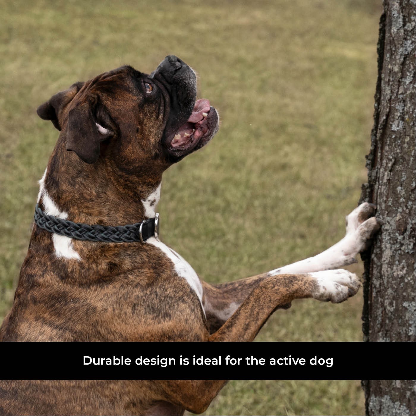 Shedrow K9 Rideau en corde tressée et collier en cuir
