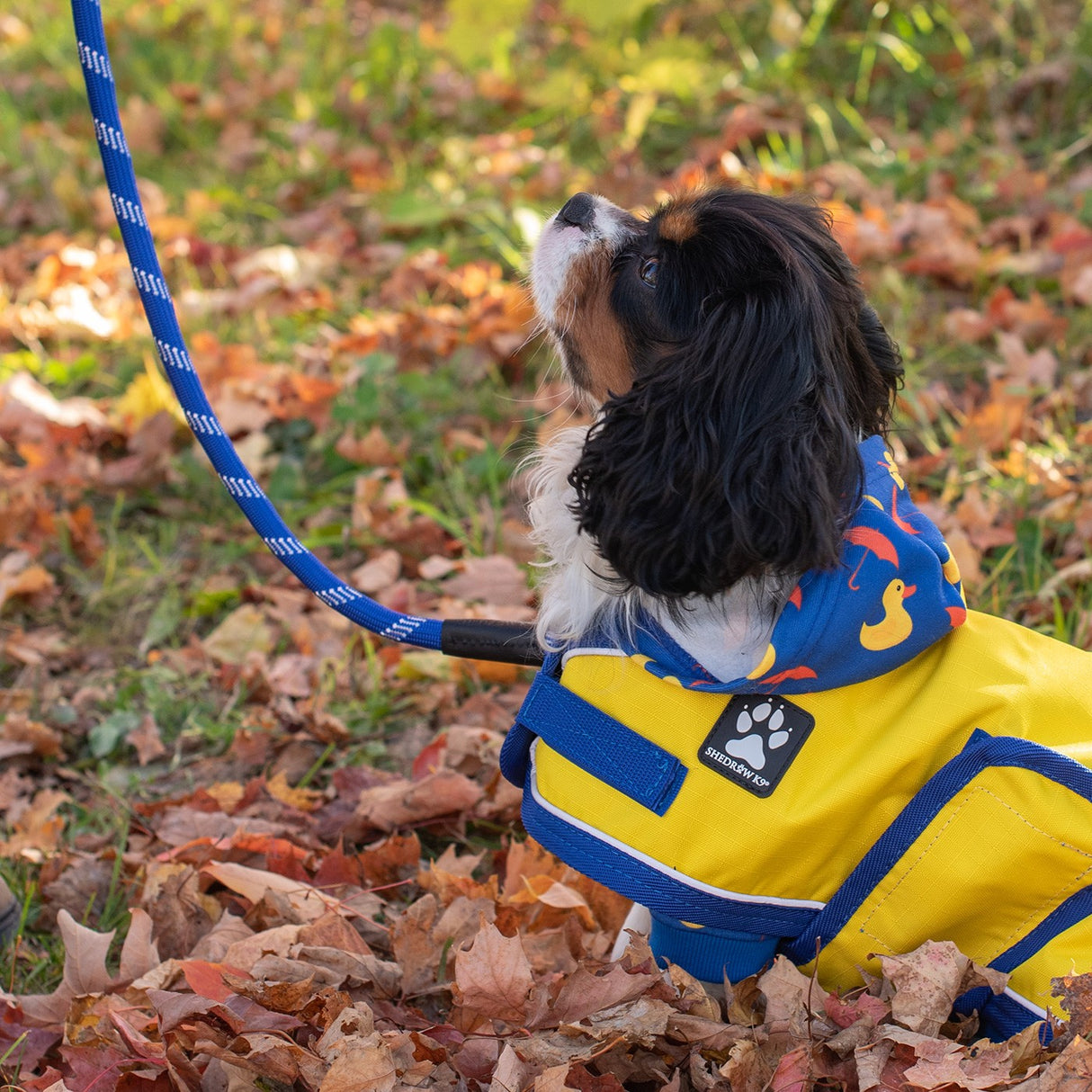 Shedrow K9 Harbour Rain Coat