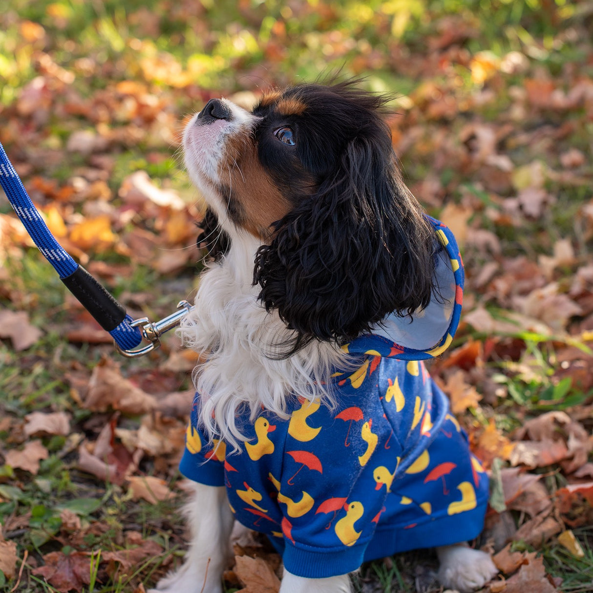 Shedrow K9 Canmore Dog Hoodie