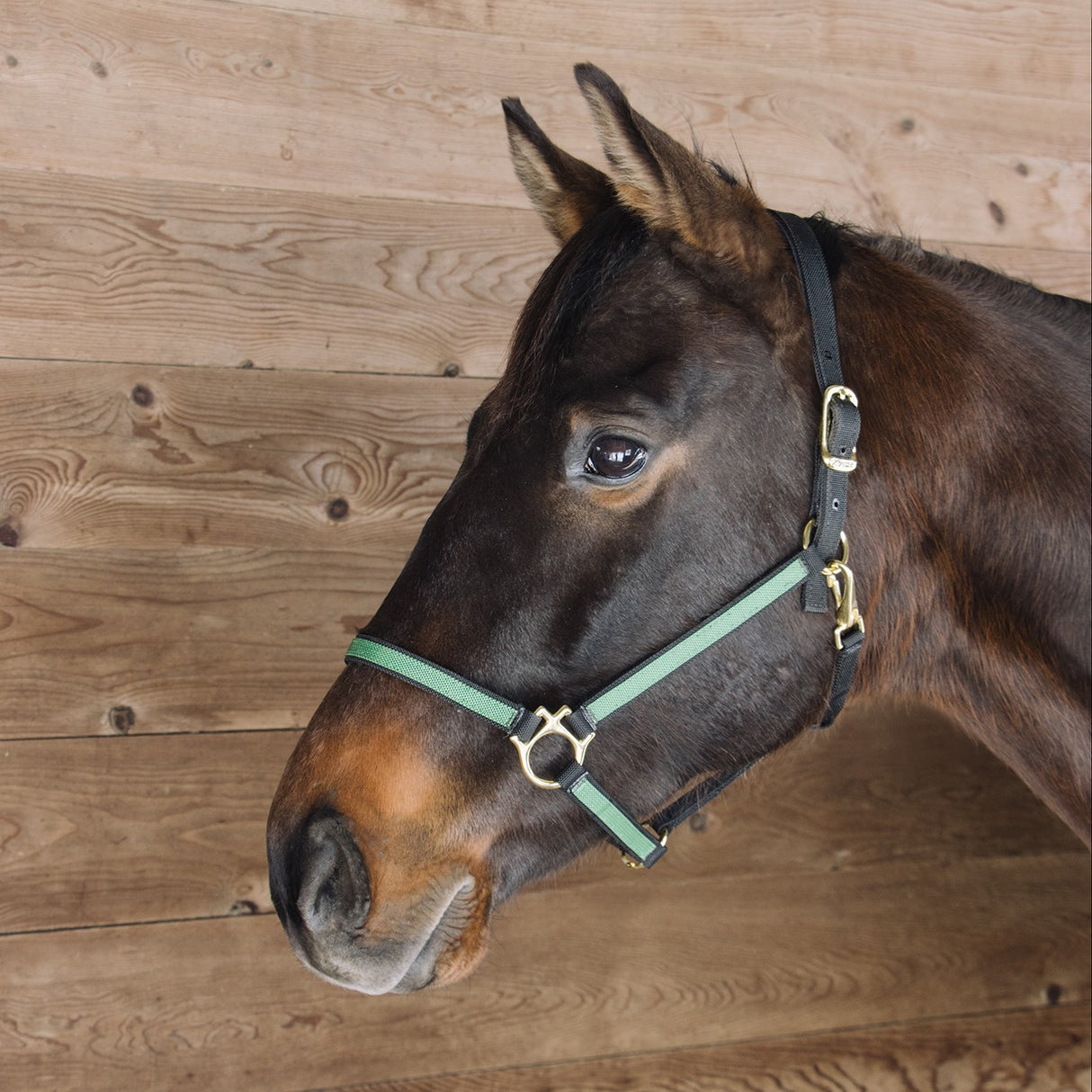 Licol en nylon bicolore extrême