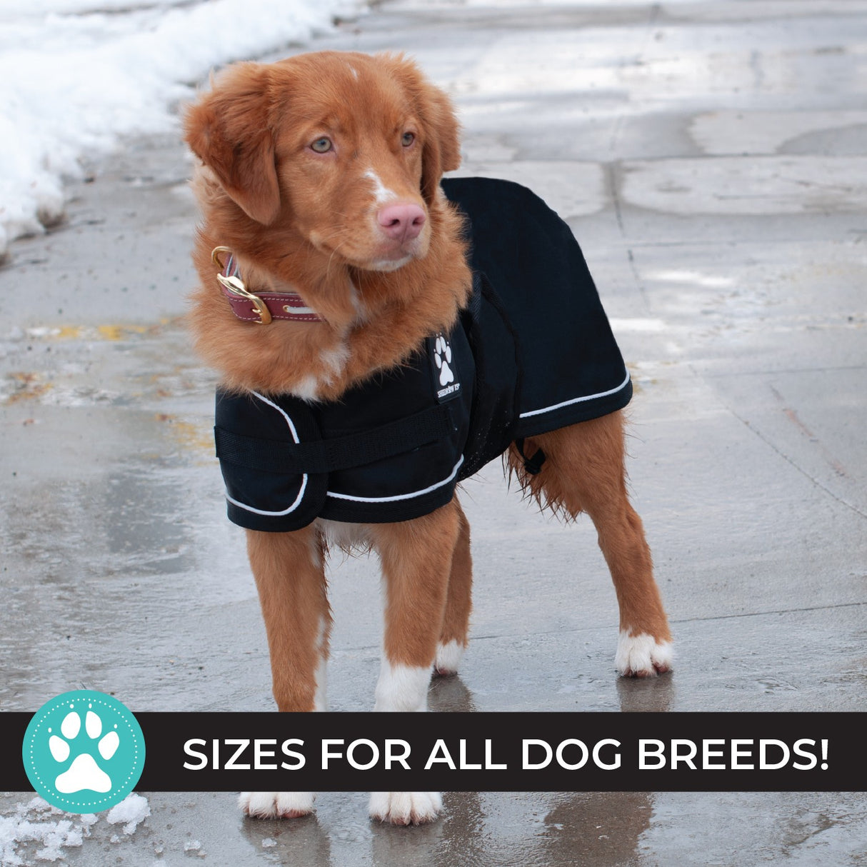 Shedrow K9 Harbour Rain Coat
