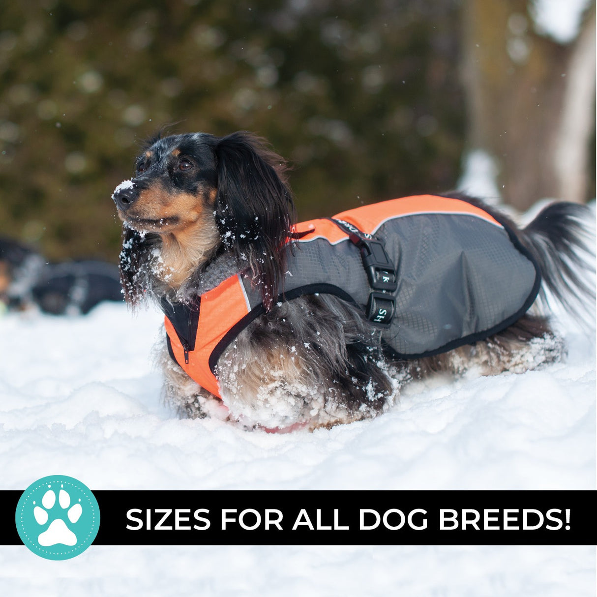 Shedrow K9 Chinook Dog Coat