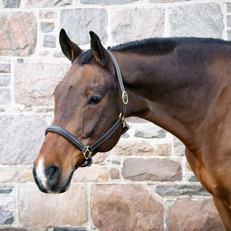 Val du Bois Padded Fancy Stitched Halter