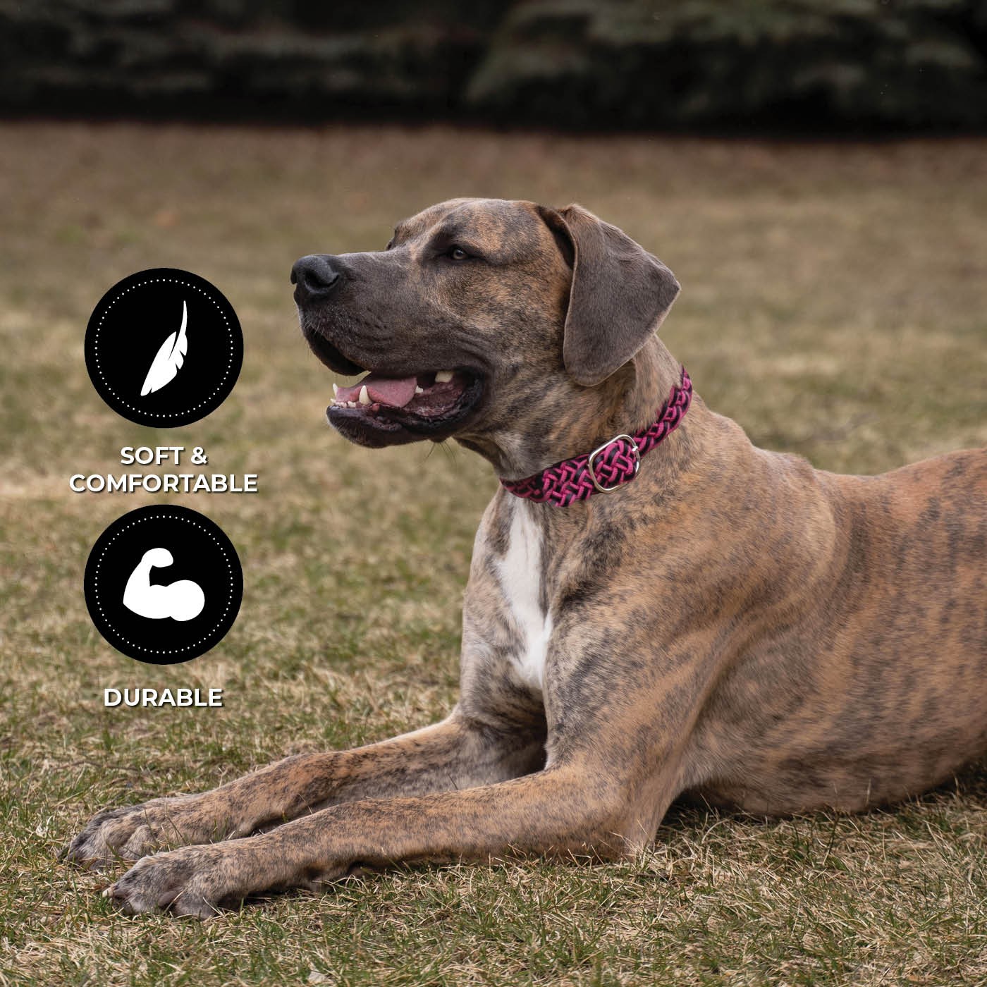 Shedrow K9 Rideau en corde tressée et collier en cuir